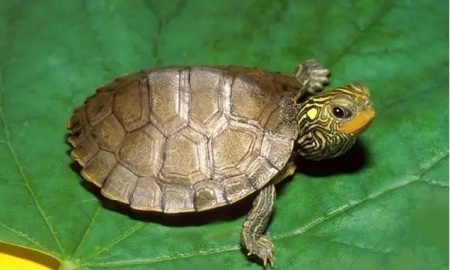 怎么养绿水最简单,怎样用绿水养苗