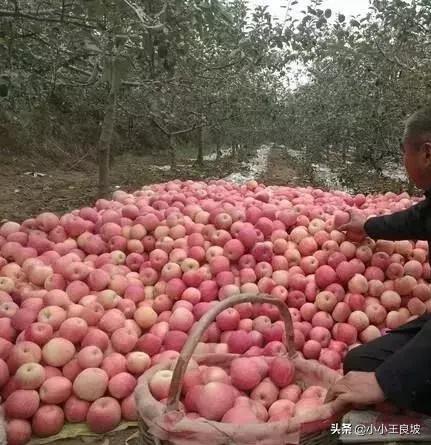 息县一亩三分地,绛县四分指在哪里