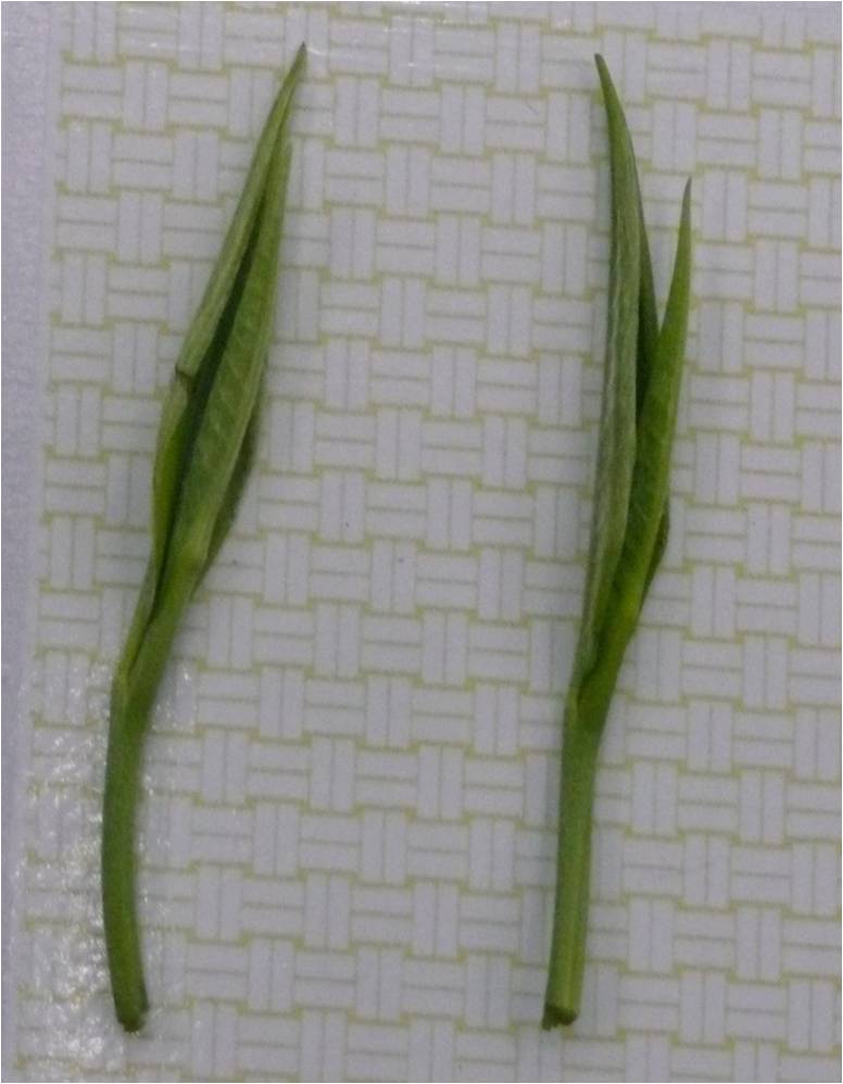 茶叶里的甜味来自哪里,茶叶里的青草味