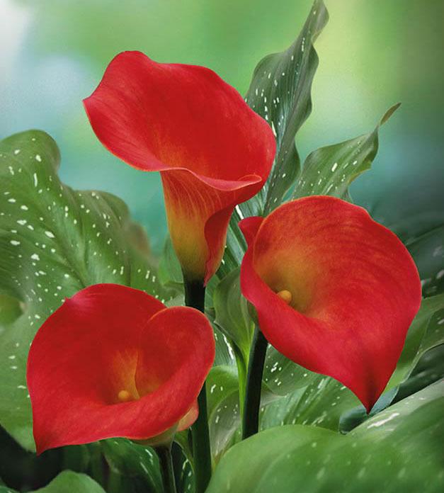 马蹄莲夏季怎么养才能开花快,马蹄莲怎样养才能爆花