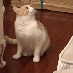 逗猫咪玩它喜欢咬人是什么原因,猫咪喜欢轻轻咬人是什么意思