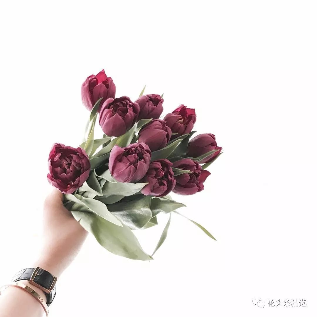 郁金香弯头快速处理,郁金香弯头怎么快速变直