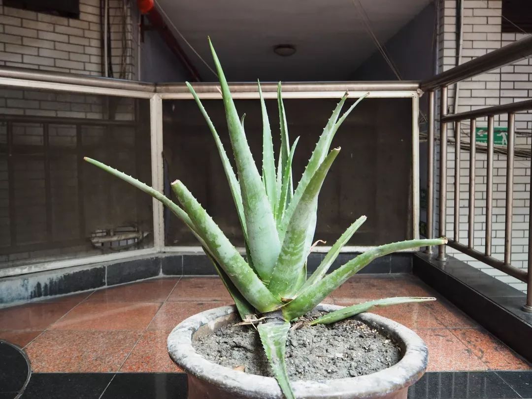 打开地图,把“爱情”输入搜索框