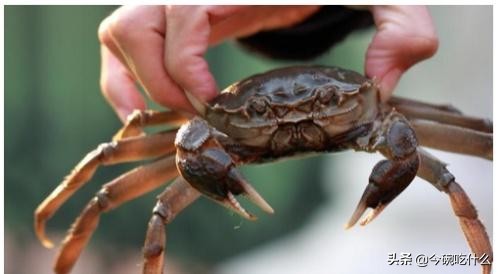 不放水怎么蒸大闸蟹螃蟹最好吃,螃蟹除了清蒸外还能怎么做