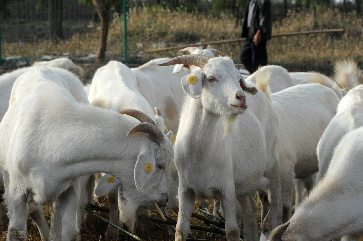 养羊十大致富项目,酒糟养羊的利润与成本