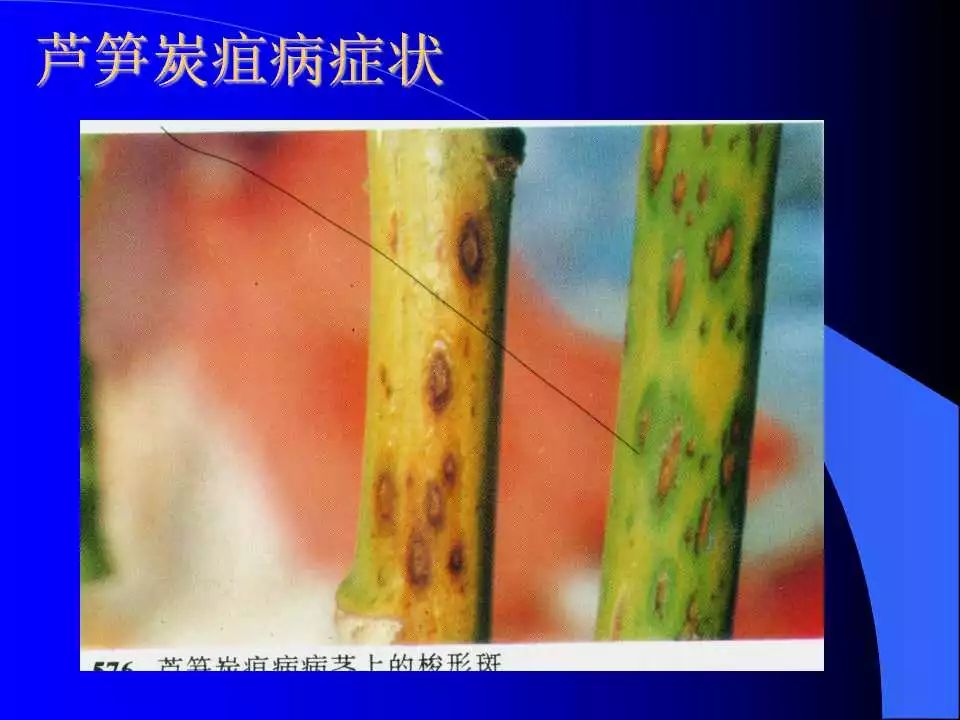 如何识别植物炭疽病和叶斑病,植物炭疽病的介绍