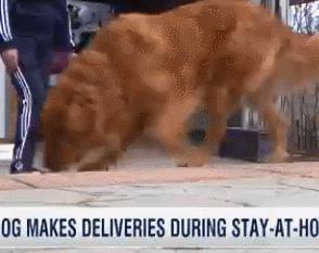 独居老人无法出门，狗狗超开心帮忙：本汪帮你买东西！