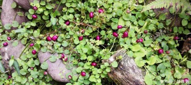 农村几种野草美味野菜 (农村稀奇野菜野草)