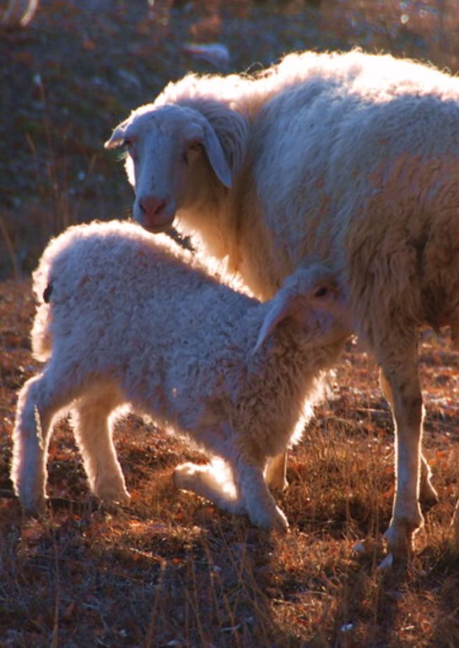 大连铭湖牧场和三寰牧场区别,大连铭湖牧场现在草绿了么