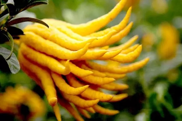 甲状腺结节乳腺增生中医调理,子宫肌瘤乳腺增生甲状腺结节