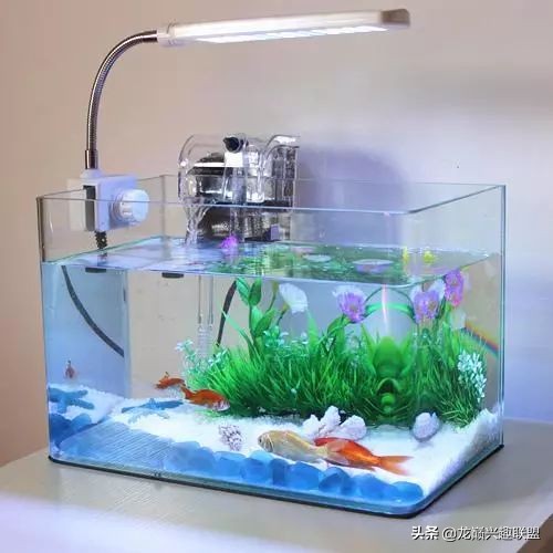 垃圾桶旁边的四方鱼缸,捡回去养了一缸金鱼,别说还挺不错