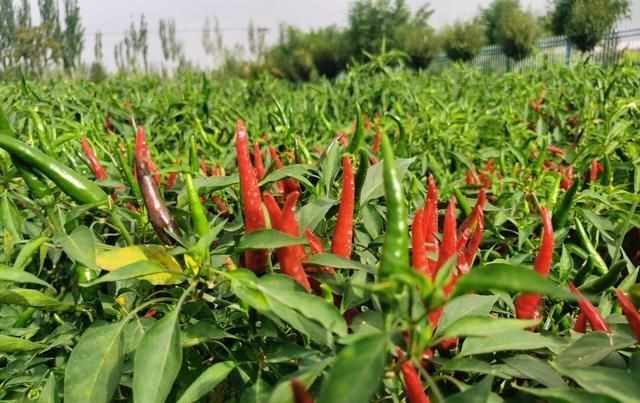 辣椒死秧是什么原因,辣椒光长秧不结椒是什么原因