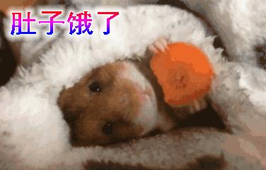 仓鼠的种类习性详细介绍,仓鼠有哪些亚种种类