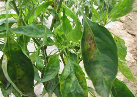 辣椒炭疽病你了解吗？高温天气易感染、传播快！防治措施在这里