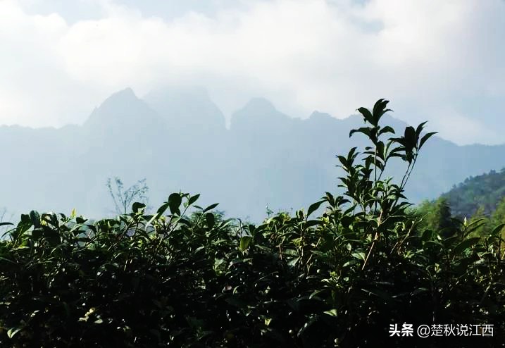 江西武陵红茶,江西最好的红茶