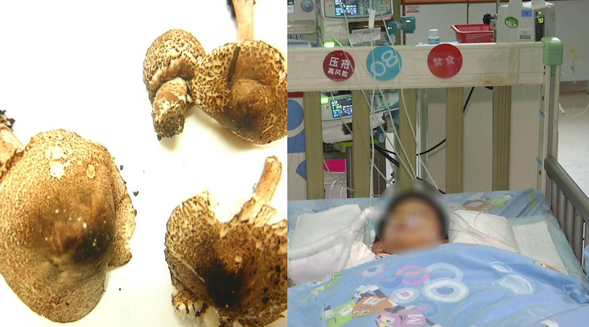 误食蘑菇祖孙三代,最容易误食的毒蘑菇有哪些