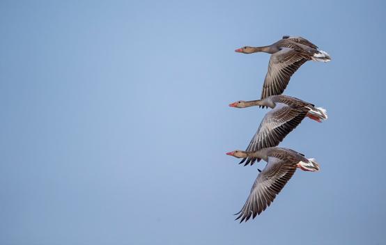 尼康d6拍鸟评测,摄影全套教程尼康d6