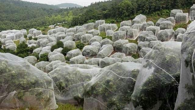 杨梅上面小白虫,我们该这样去解决