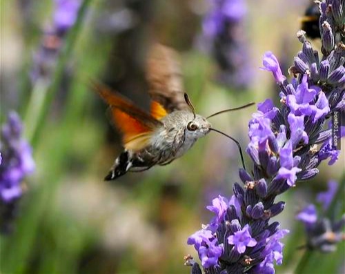 为什么人类是世界上最奇特的生物,细菌的演化过程