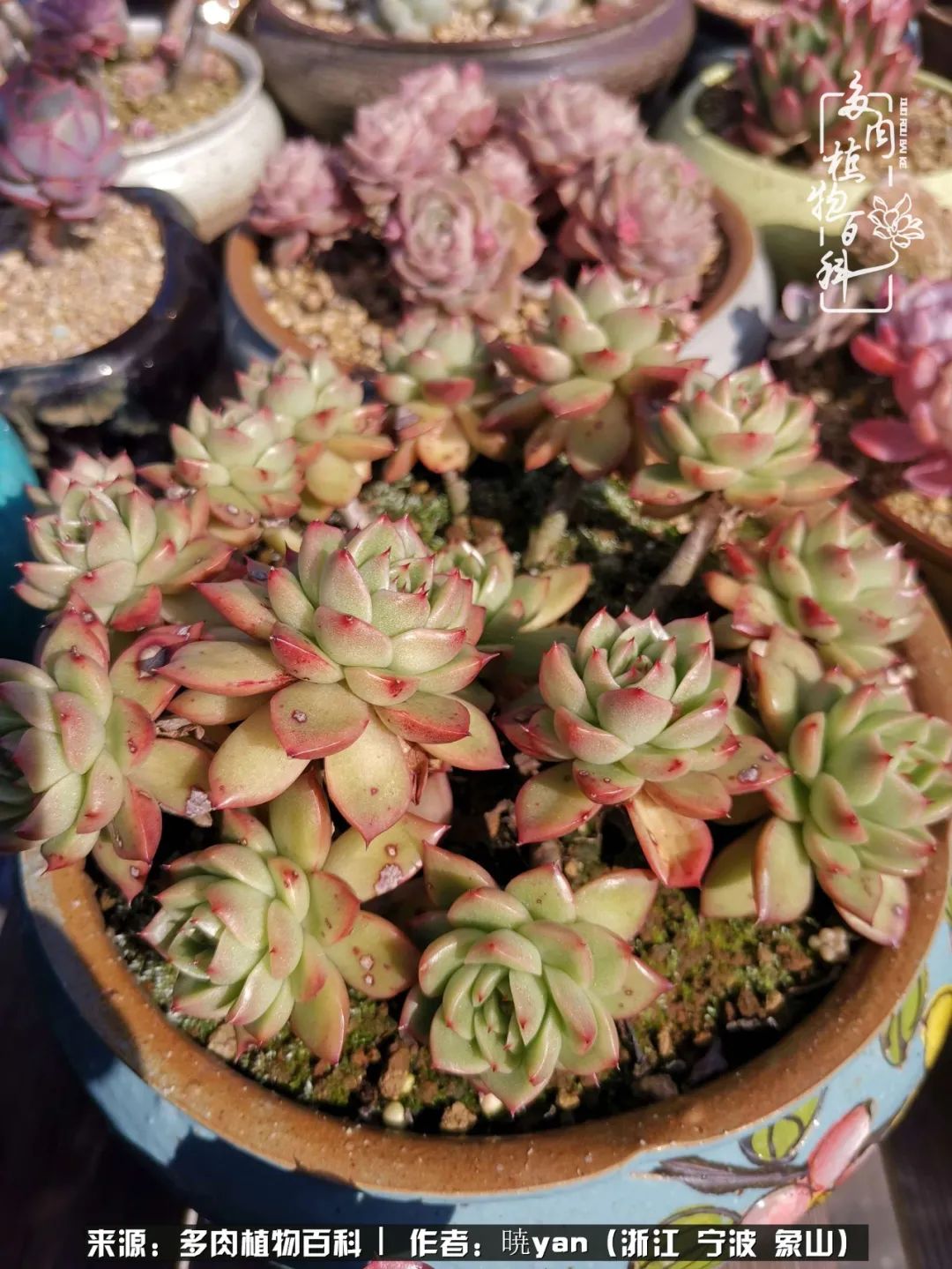 多肉初级入坑者,入坑多肉