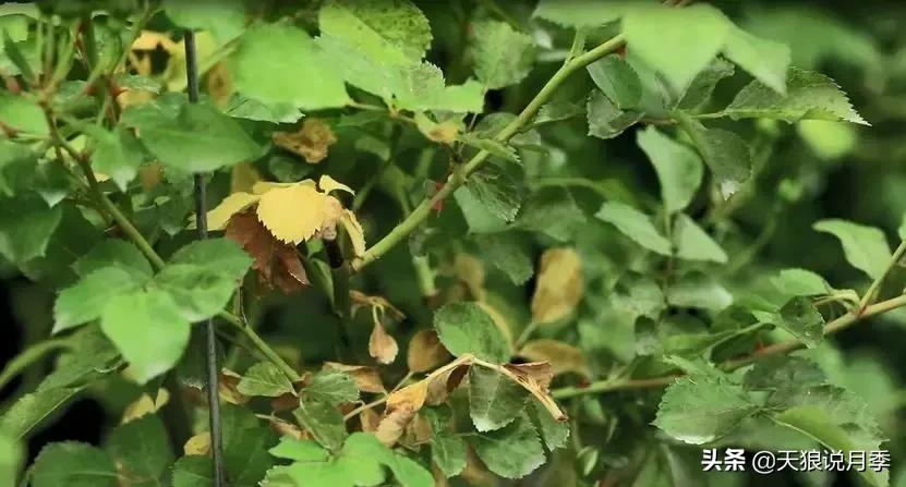 秋季月季突然枯萎是怎么回事,月季花朵未开就干枯了是怎么回事