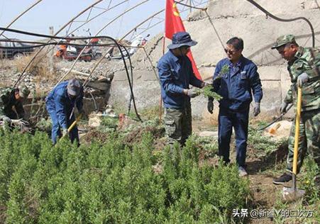 沙棘的历史与起源,新疆沙棘前景