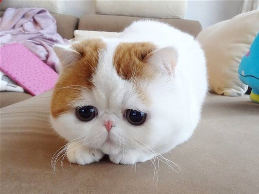 猫咪一个人在家会孤独吗,猫咪单独待在家会抑郁吗