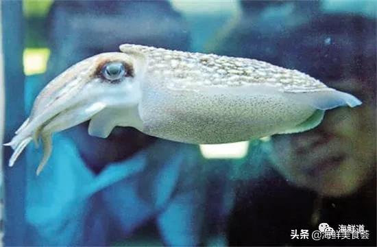 好吃不贵的海鲜种类有哪些,最好吃又最常见海鲜有几种