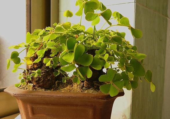 三叶草属于幸运草吗,三叶草是幸运的象征