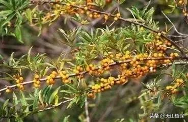 荒漠发现的生物,新疆戈壁滩常见低矮植物