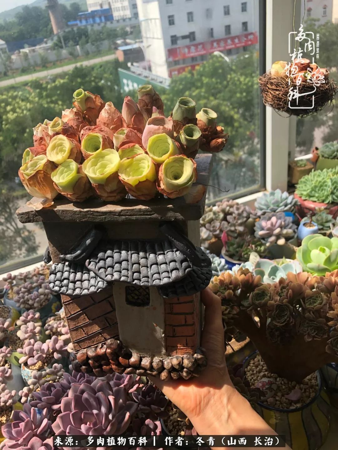 新手养多肉知道这4点打好基础,阳台上养多肉的正确方法