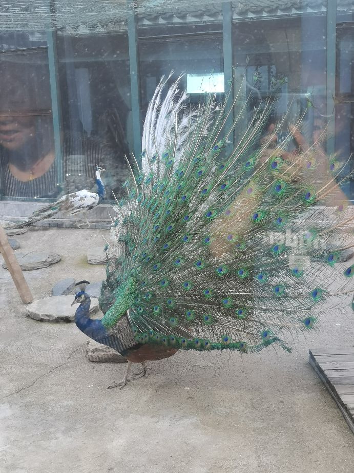 太白山凤凰温泉酒店在哪一块,太白山凤凰温泉酒店b楼