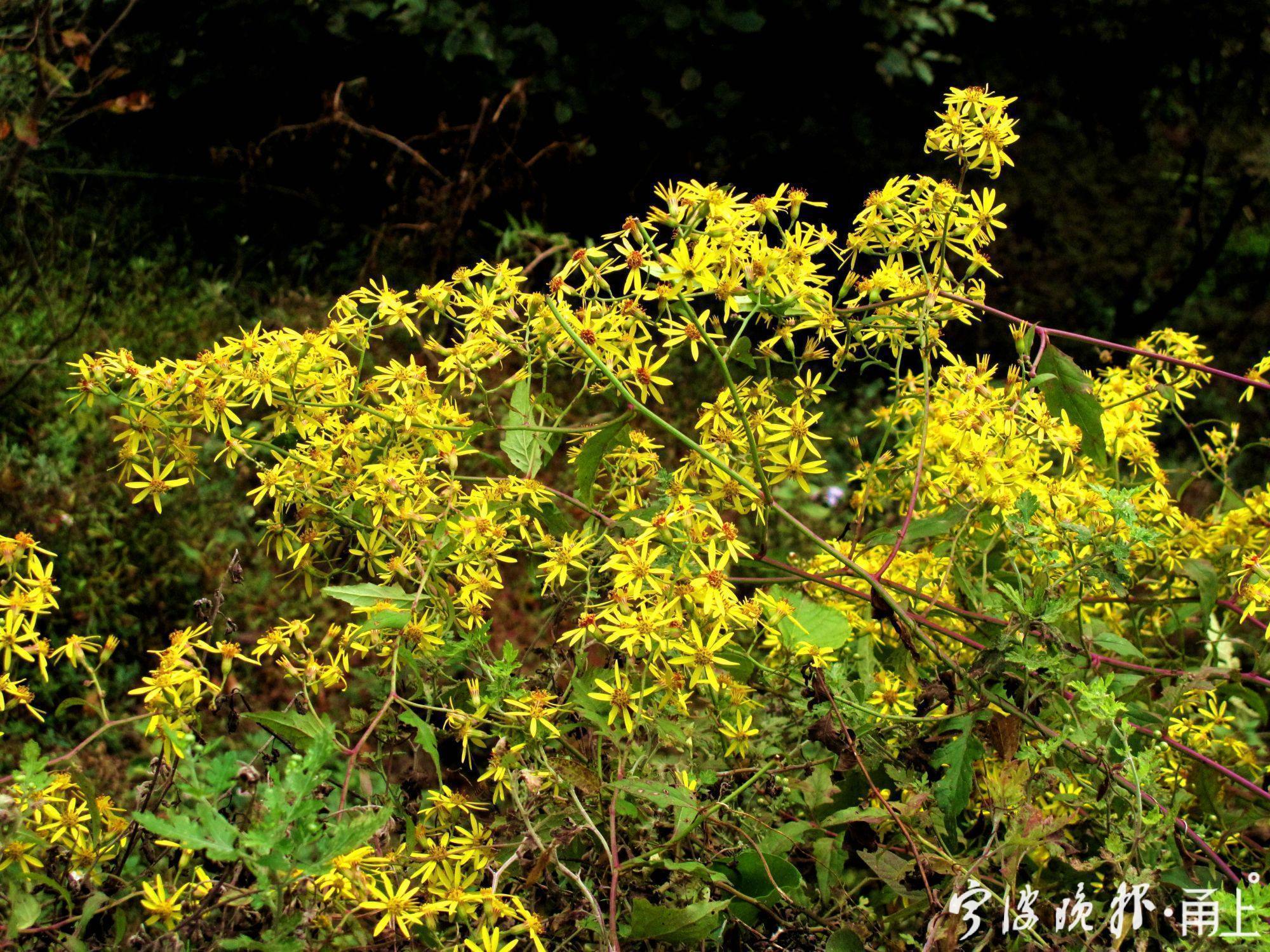 四明山美景,宁波四明山枫叶美景