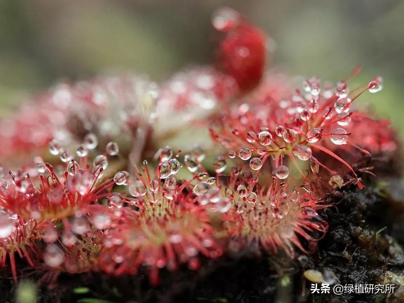 茅膏菜可以养几年,养茅膏菜最适合用什么土