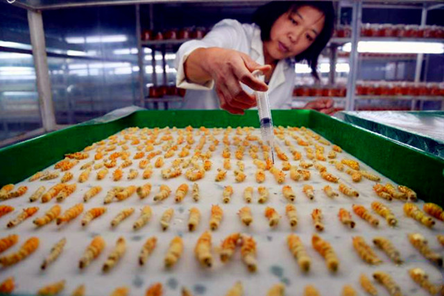 家蚕的养殖方法和注意事项,家蚕怎么培育