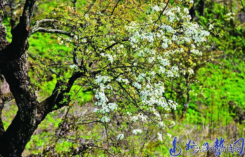 春来花开!走在大巴山深处的万源市竹峪镇东梨*光春**里...