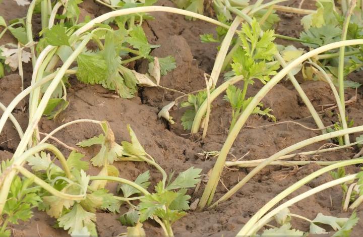 芹菜后期怎么才能长势好又壮,芹菜为什么栽不活