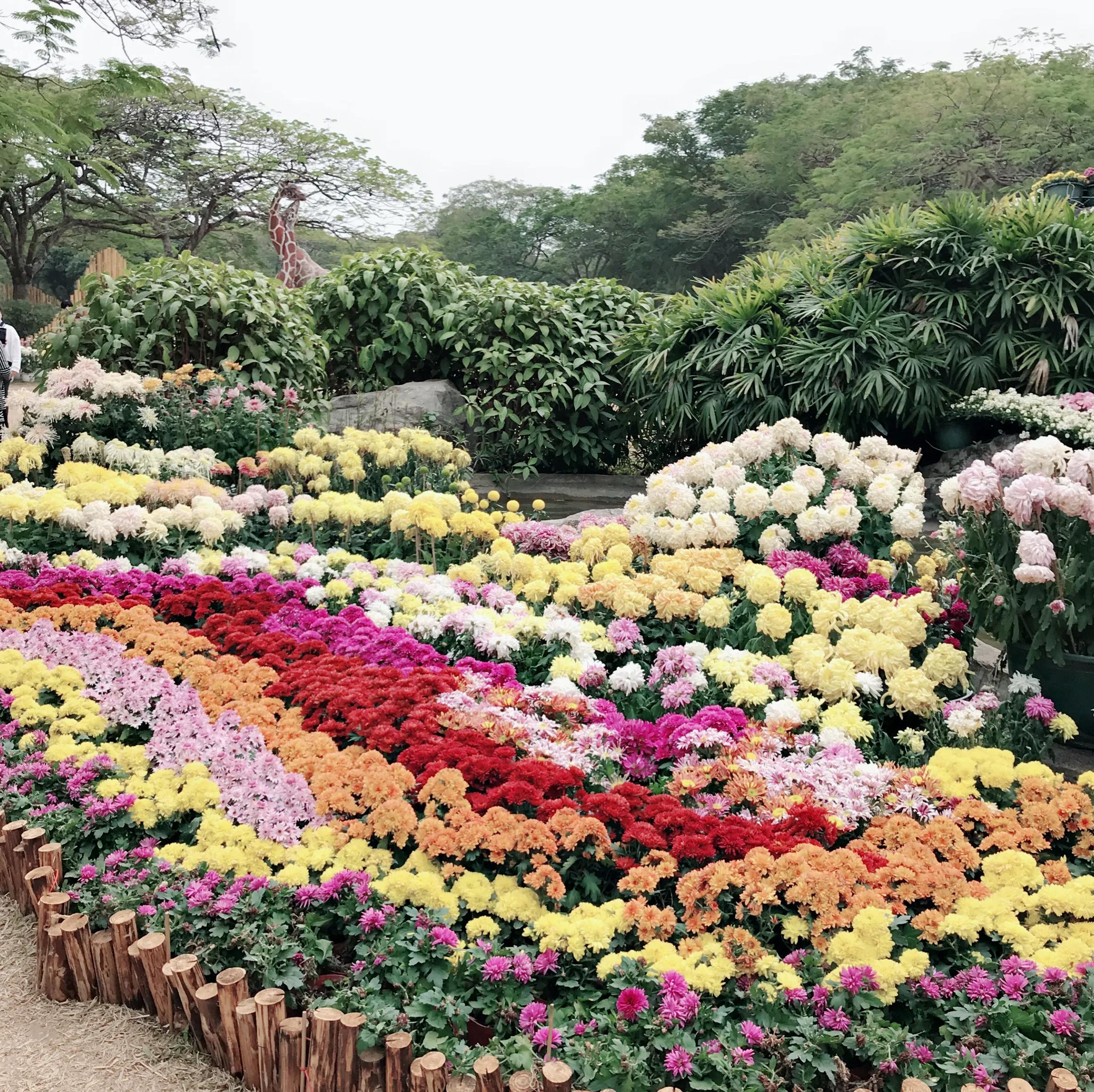閬涘▋濂藉幓澶勮強鑺卞睍,娣卞湷閬涘▋鐪嬪睍