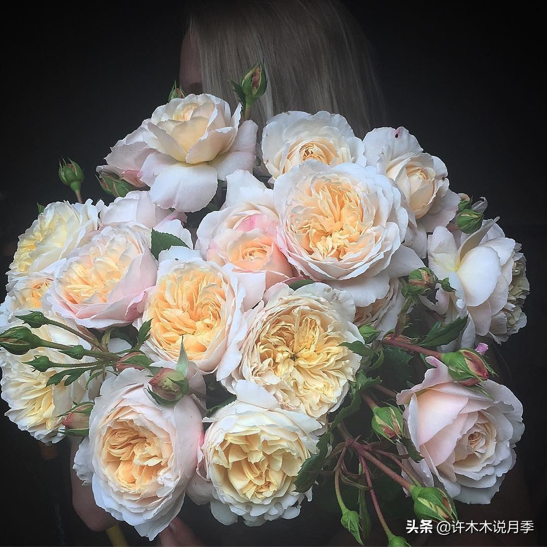 新手月季种植手册,牢记这6点,不死苗、开花多。新手收藏备用