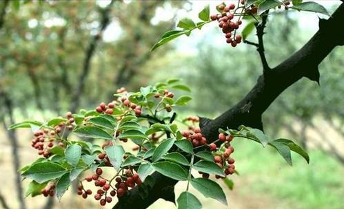不打农药花椒怎么修剪能高产,如何更高效采摘花椒