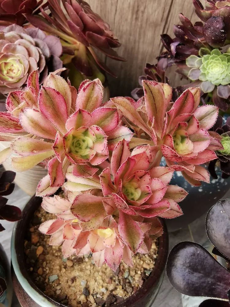 适合从小养到大的多肉,由小到大由浅入深