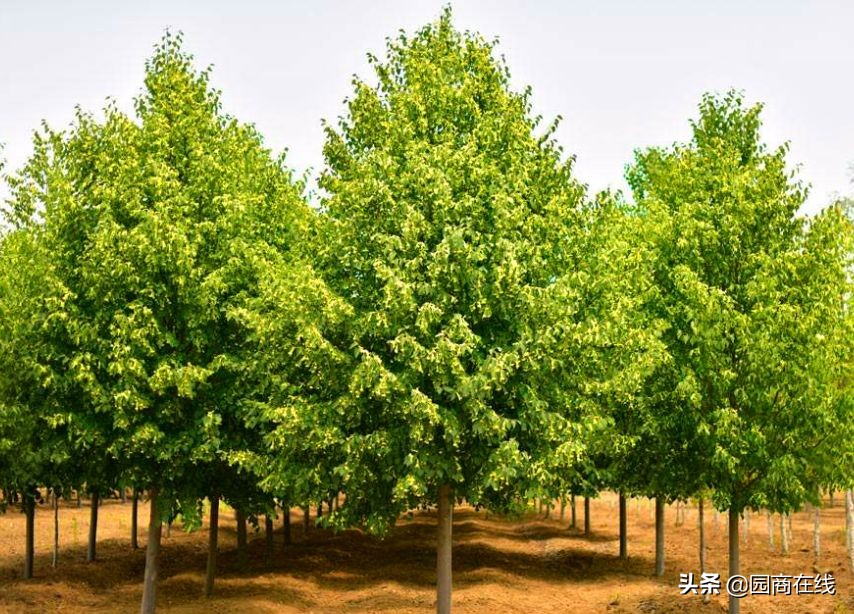 国储林树种目录,国储林种树