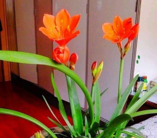 土壤雨后板结如何给土壤松土,土壤板结自制肥料松土