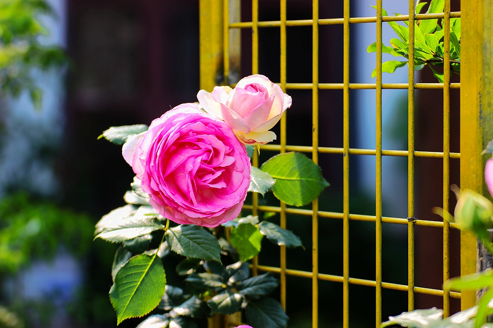 月季被称为花中皇后的故事,月季是国花还是市花