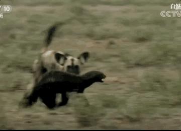 平头哥的传奇记录,平头哥的一生故事