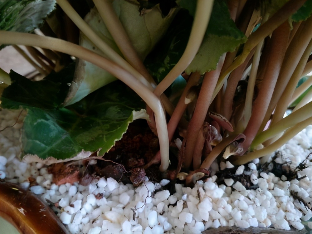 仙客来太湿怎么处理,仙客来花矮怎么办