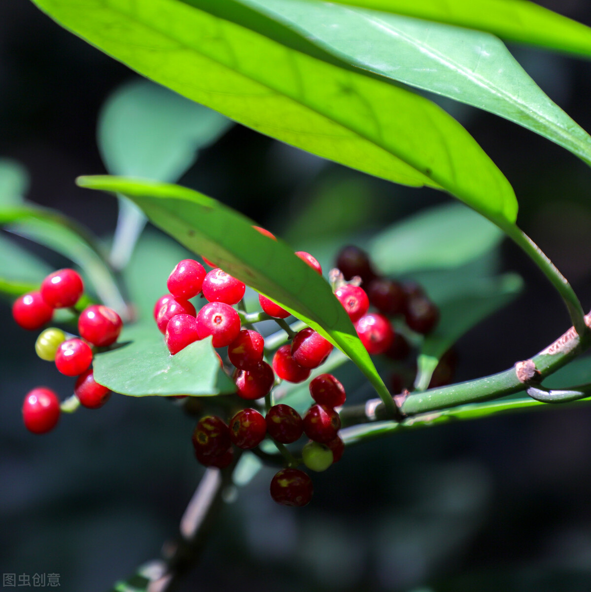 盆栽观果植物有哪些,观果植物具备哪些特征