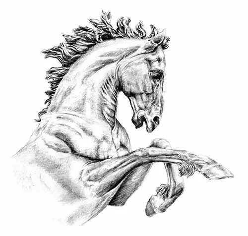 分享一套精美动物素描，值得收藏学习