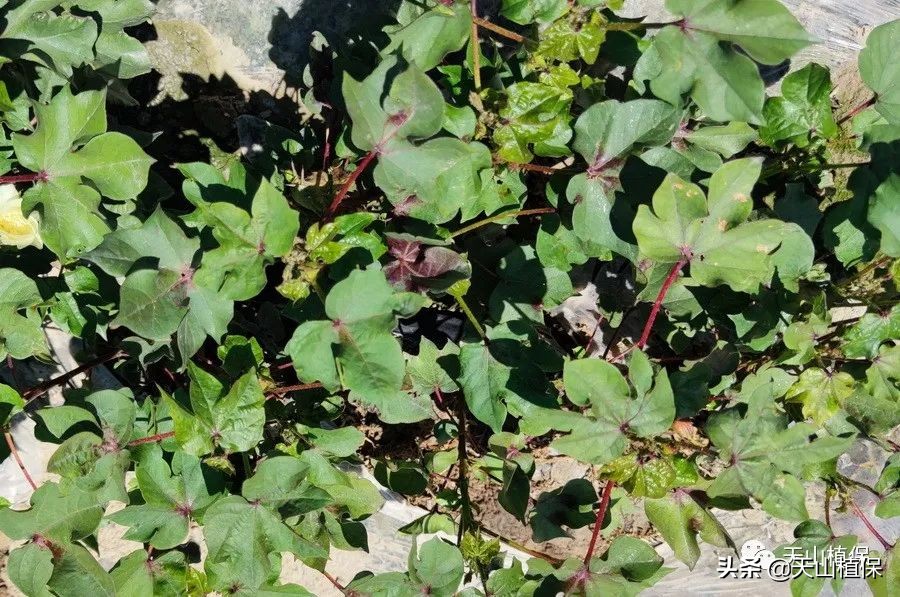 棉田主要病虫草害的识别,棉田出苗率低的原因分析与防治