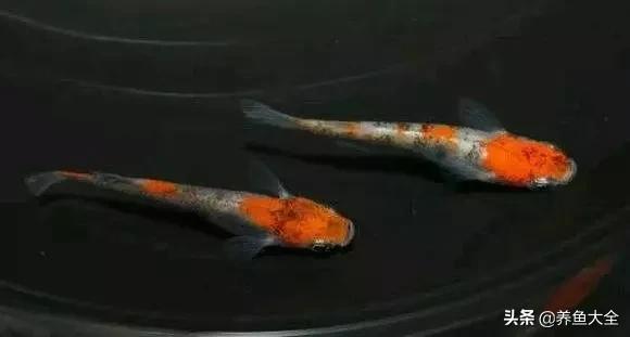 增氧泵能养观赏鱼吗,观赏鱼没有增氧泵可以活多久